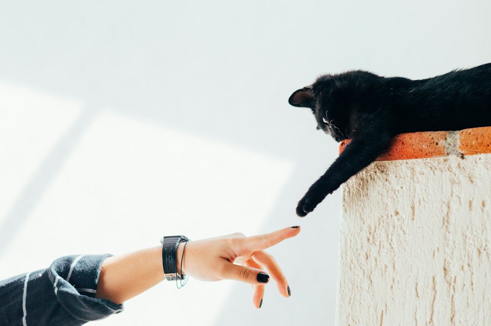 Cat Behavior and Psychology