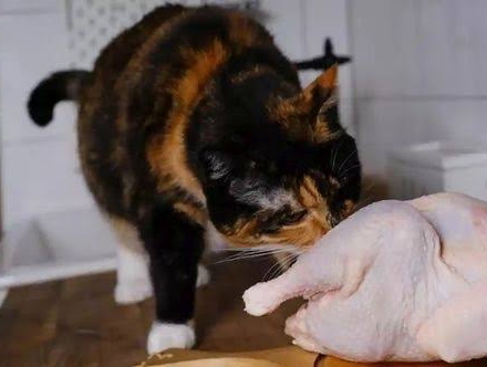 Dangers and Benefits of Giving Raw Chicken Meat to Cats