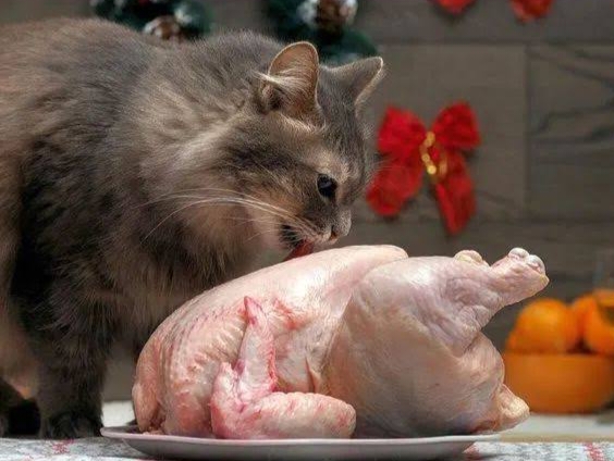 Dangers and Benefits of Giving Raw Chicken Meat to Cats