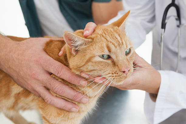 How to Give Medication to Cats Easily