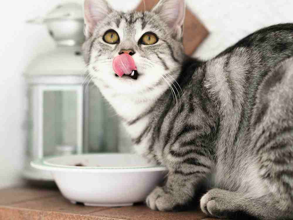 Natural Cat Food and Tailored Diet Plans